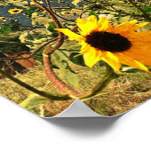 Poster Tournesols rustiques contre le ciel orageux Photo (Coin)