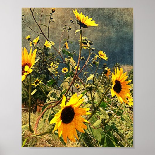 Poster Tournesols rustiques contre le ciel orageux Photo (Devant)