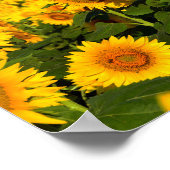 Poster Tournesols sans fin (Coin)