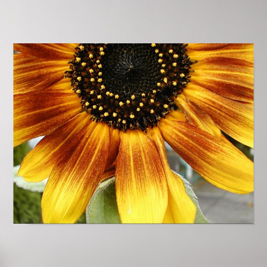 Poster Tournet 3 (Devant)