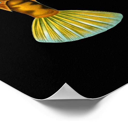 Poster Tourretfish à bosse, Ernst Haeckel Fine Art (Coin)