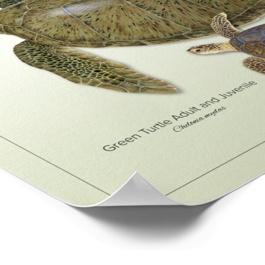 Poster Tourterelle verte pour adultes et jeunes Imprimer (Coin)