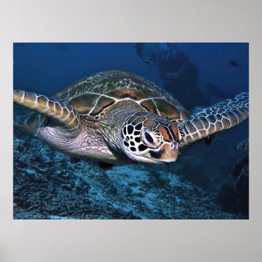Poster Tourterelle verte proche (Devant)
