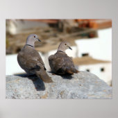 Poster Tourterelles en Betancuria. Fuerteventura. (Devant)