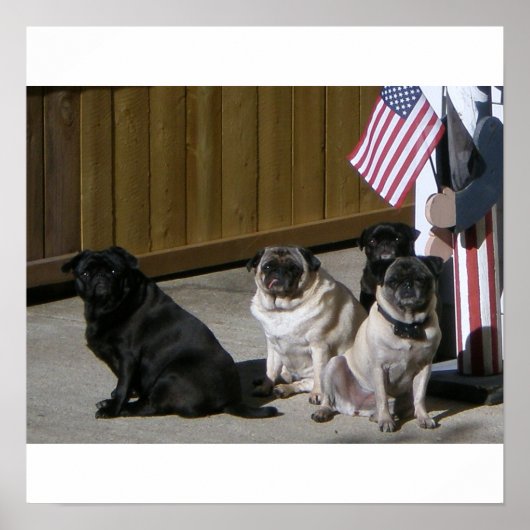 Poster Tous les Carlins américains (Devant)