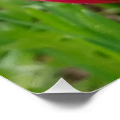 Poster Tout a beauté Confucius Spider sur Tulip (Coin)