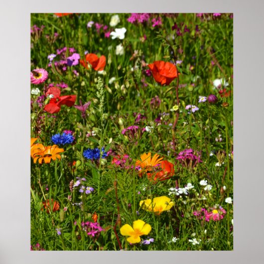 Poster toutes sortes de belles fleurs (Devant)