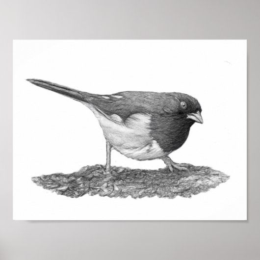 Poster Towhee orientale (Devant)