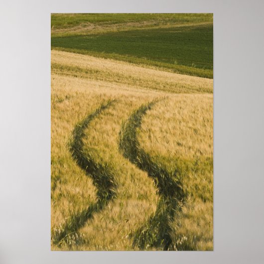 Poster Traces de tracteurs à travers le blé, Toscane, Ita (Devant)