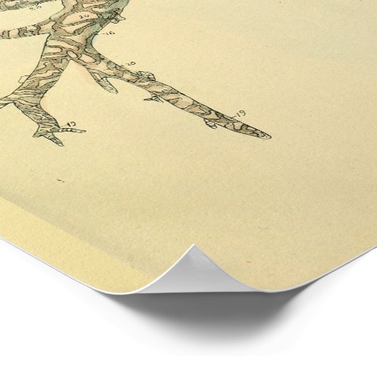 Poster Trachea Airway Bronchi Yeux Anatomie Art Imprimer (Coin)