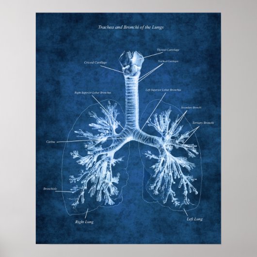 Poster Trachea et Bronchi de poumons Anatomie Art Décor (Devant)