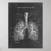 Poster Trachée d'anatomie pulmonaire et Bronchi (Devant)