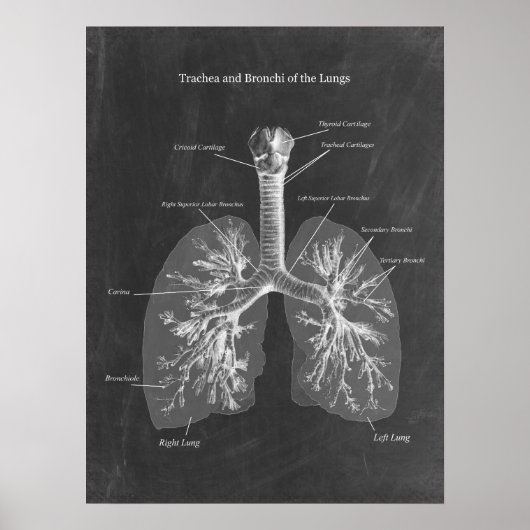 Poster Trachée d'anatomie pulmonaire et Bronchi (Devant)