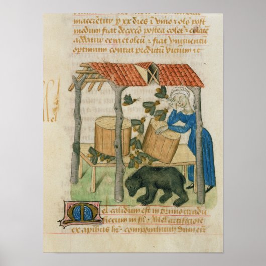 Poster Tractatus de Herbis (Devant)