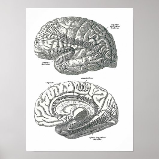 Poster Tracts de matière blanche du cerveau (Devant)