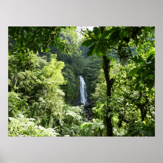 Poster Trafalgar Falls Tropical Rainforest Photographie (Devant)