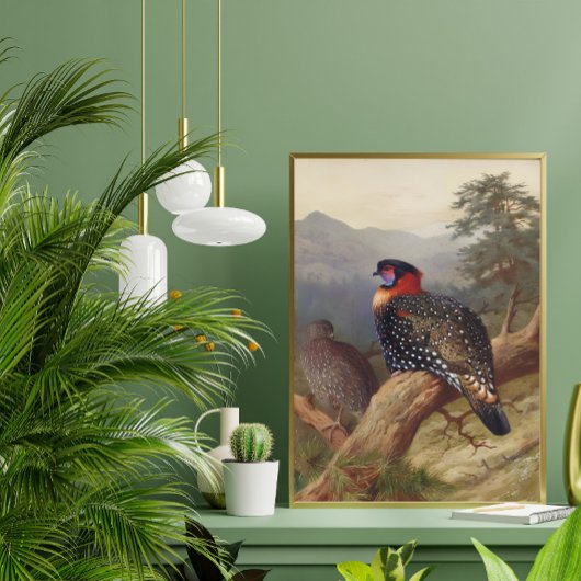 Poster Tragopan occidental, Illustrations d'oiseaux
