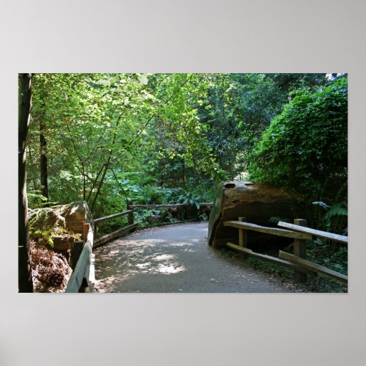 Poster "Trail Break", Muir Woods (Devant)