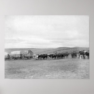 Poster Train des boeufs et des chariots dirigés pour