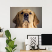 Poster Traitement d'équilibre Golden Retriever sur le nez (Bureau à domicile)