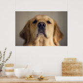 Poster Traitement d'équilibre Golden Retriever sur le nez (Cuisine)