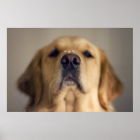 Traitement d'équilibre Golden Retriever sur le nez