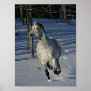 Poster Trakehner gris pomme courant dans la neige