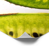 Poster tranche de fruits de Kiwi (Coin)