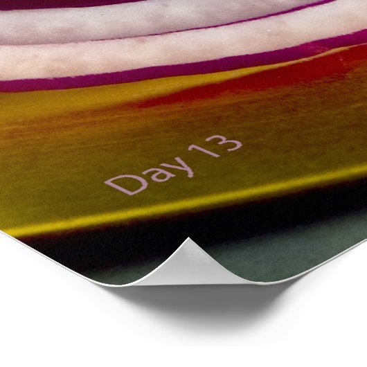 Poster Tranches d'oignon rouge (Coin)