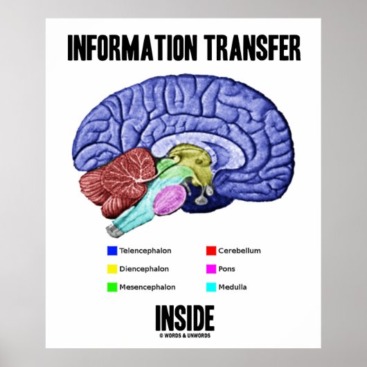 Poster Transfert d'informations à l'intérieur (anatomie c (Devant)