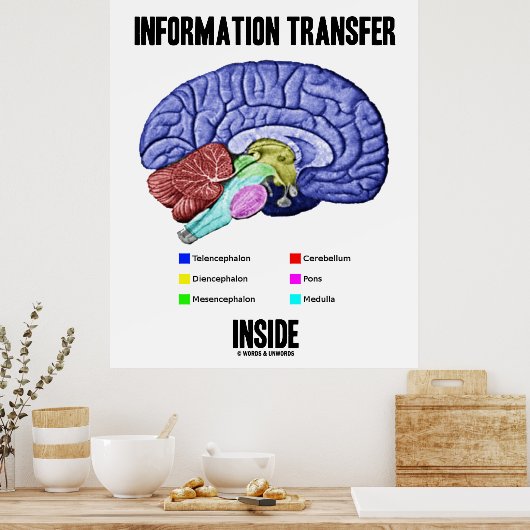 Poster Transfert d'informations à l'intérieur (anatomie c (Cuisine)