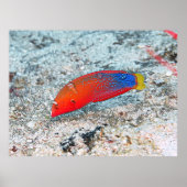 Poster Transition moyenne (Devant)