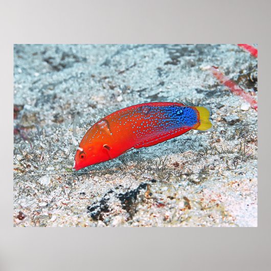 Poster Transition moyenne (Devant)