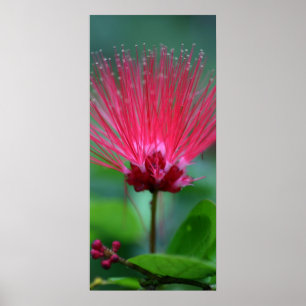 Poster Transitoires roses