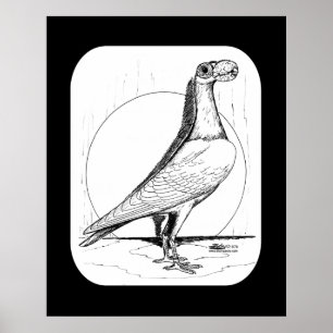 Poster Transporteur anglais Pigeon1978