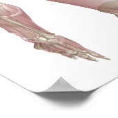 Poster Trapezius (Coin)