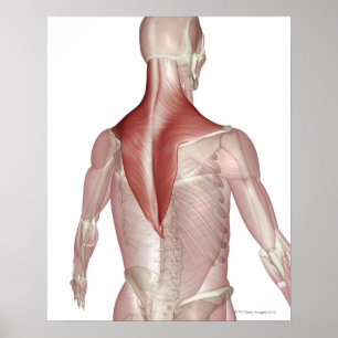 Poster Trapezius