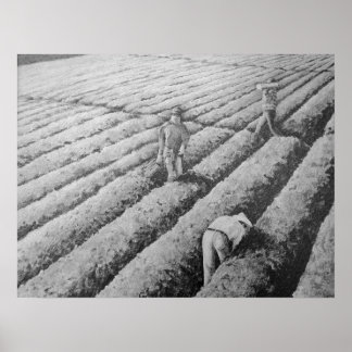 Poster Travailleurs mexicains migrants de Watsonville