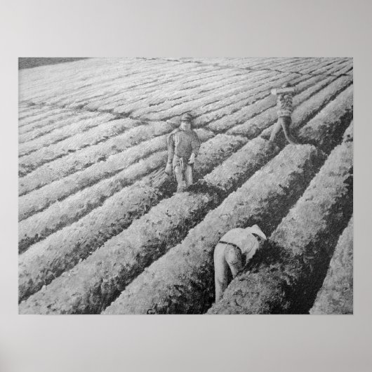 Poster Travailleurs mexicains migrants de Watsonville (Devant)