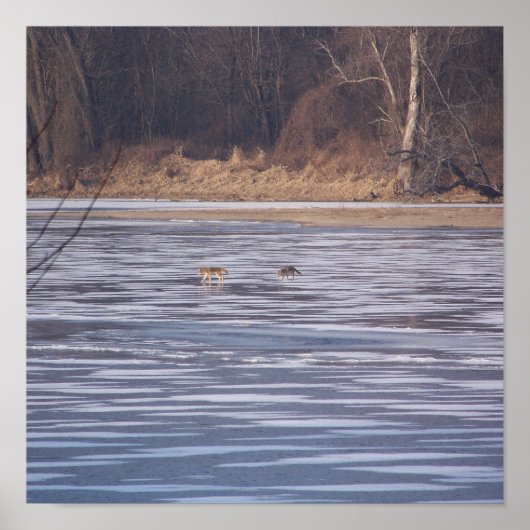 Poster Traversée de coyote (Devant)