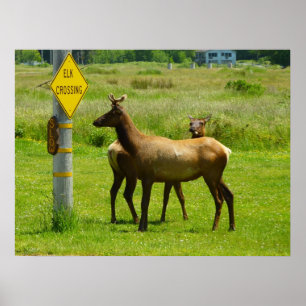 Poster Traversée d'élans Photographie de faune sauvage en
