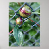 Poster traverser la clôture (Devant)