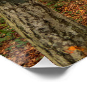 Poster Traverser la forêt d'automne. (Coin)