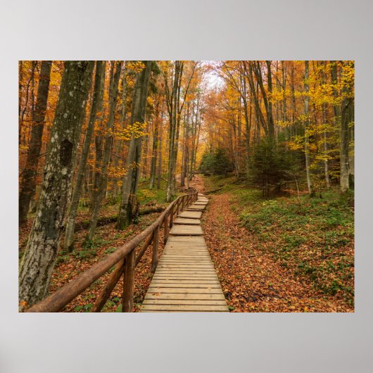 Poster Traverser la forêt d'automne. (Devant)