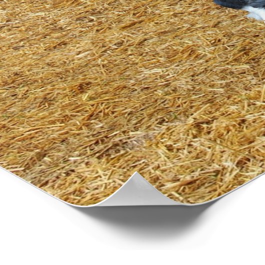 Poster Trecker (Coin)