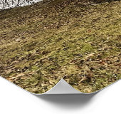 Poster Tree by Pond (Coin)