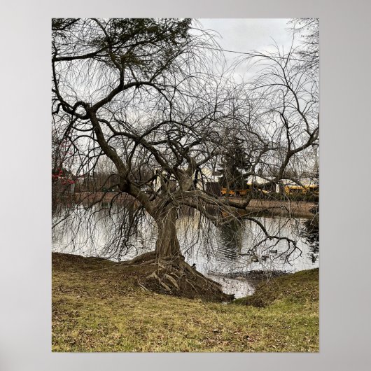 Poster Tree by Pond (Devant)
