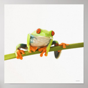 Poster Tree frog on stem