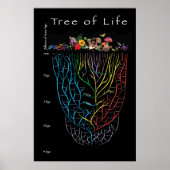 Poster Tree of Life (Devant)