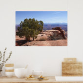 Poster Tree Out of Red Rocks II at Canyonlands (Cuisine)